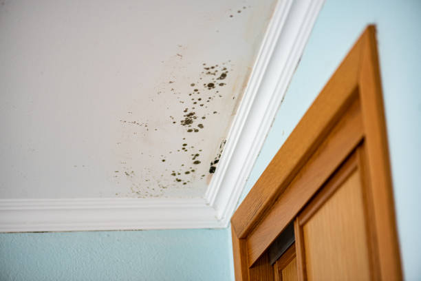 Professional Mold Removal in Buxton, NC