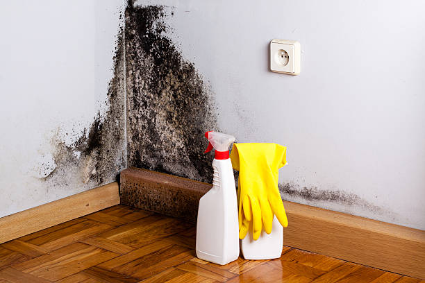 Certified Mold Removal in Buxton, NC